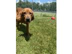 Adopt Lulu a Brown/Chocolate Hound (Unknown Type) / Mixed dog in Crawfordsville