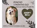 Adopt American Eskimo/ Poodle-Poncho a American Eskimo Dog, Poodle