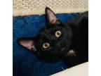 Adopt Yoshi a All Black Domestic Shorthair / Mixed cat in San Jose