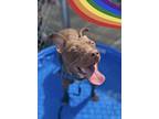 Adopt Baxter - Available in Foster a Pit Bull Terrier, Mixed Breed