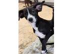 Adopt Dexter a Black - with White Labrador Retriever / Whippet / Mixed dog in