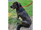 Adopt Flint a Retriever (Unknown Type) / Mixed dog in Benton, AR (38450505)