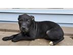 Adopt Pearl Lizman a Black Pit Bull Terrier / Mixed dog in Rockaway