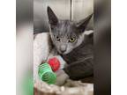 Adopt Douglas a Domestic Short Hair