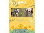 Adopt Milo a Pit Bull Terrier