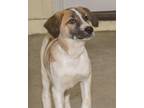 Adopt Remy a Great Pyrenees, Bluetick Coonhound