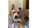 Adopt Harlow (In Foster) a Pit Bull Terrier