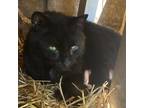 Adopt Zeus a All Black Domestic Shorthair / Mixed cat in Sherman, NY (38390240)