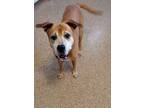 Adopt Charlie Chopper a Terrier