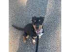 Adopt Jackson a Doberman Pinscher