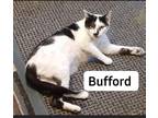 Adopt BUFFORD a Black & White or Tuxedo Domestic Shorthair / Mixed cat in