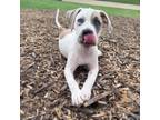 Adopt Icee a White - with Tan, Yellow or Fawn American Pit Bull Terrier / Mixed