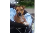 Adopt Chardonnay a Tan/Yellow/Fawn American Pit Bull Terrier / Mixed dog in