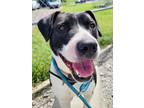 Adopt Moxie a Black Mixed Breed (Medium) / Mixed dog in Binghamton