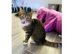 Adopt Peachy a American Shorthair / Mixed (short coat) cat in San Diego