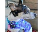 Adopt Lucci a Jack Russell Terrier