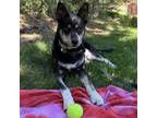 Adopt Ernesto a Husky