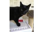 Adopt Blackie a Domestic Short Hair