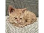 Adopt Piglet a Domestic Shorthair / Mixed cat in Spring Hill, KS (38585575)