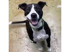 Adopt Loki a American Pit Bull Terrier / Mixed dog in Potomac, MD (38328162)