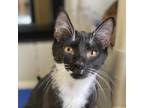 Adopt Bean a Domestic Shorthair / Mixed cat in Rocky Mount, VA (38371291)