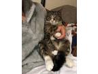 Adopt OZZY + OWEN a Tabby