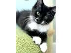 Adopt Hazelnut 4056 a Domestic Shorthair / Mixed cat in Vista, CA (38516490)