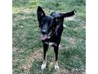 Adopt Blanca a Shepherd (Unknown Type) / Mixed dog in Jasper, AL (38571439)