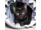 Adopt Cricket a All Black Domestic Shorthair / Mixed cat in Evansville