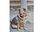 Adopt Noelle a Red/Golden/Orange/Chestnut Dutch Shepherd / German Shepherd Dog /