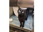 Adopt Current - Working Cat a Domestic Shorthair / Mixed (short coat) cat in