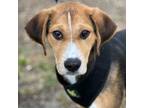 Adopt Ryker a Hound