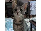 Adopt CeCe a Gray or Blue Domestic Shorthair / Mixed cat in Durham