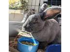 Adopt Nora a Grey/Silver American / American / Mixed rabbit in Seattle