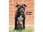 Adopt Brodey a Black American Pit Bull Terrier / Mixed dog in Oxford