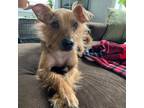 Adopt Clyde a Tan/Yellow/Fawn Terrier (Unknown Type, Small) / Chinese Crested /