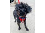Adopt Logan - SCRUFFILICIOUS a Poodle, Terrier