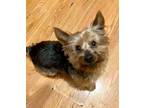 Adopt Prince - *NEEDS IMMED FOSTER* NYC ONLY a Yorkshire Terrier