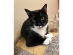 Adopt Mariska (23-270) a Black & White or Tuxedo Domestic Mediumhair / Mixed cat