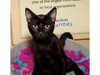 Adopt Mocha a All Black Domestic Shorthair / Domestic Shorthair / Mixed cat in