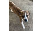 Adopt Dewey A 36 AVAILABLE a Beagle, Pit Bull Terrier