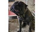 Adopt Kong II. G11 PULLED BY RESCUE a Cane Corso