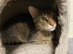 Adopt Eric a Domestic Short Hair