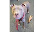 Adopt JUNGLE JIM a Pit Bull Terrier, Mixed Breed