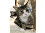 Adopt Walden a Tabby, Domestic Short Hair