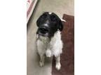 Adopt Indy a German Wirehaired Pointer