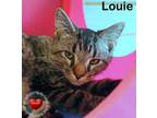 Adopt Louie a Domestic Short Hair