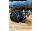 Adopt Leo a Domestic Medium Hair