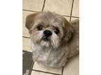 Adopt Randy a Shih Tzu