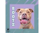 Adopt Bootz a Mixed Breed